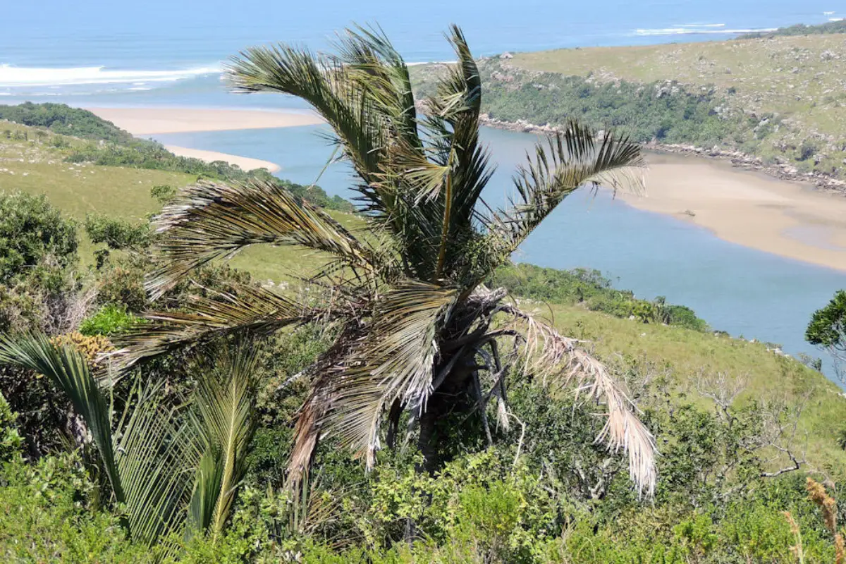 Indigenous plants and wildlife you might encounter on the trails