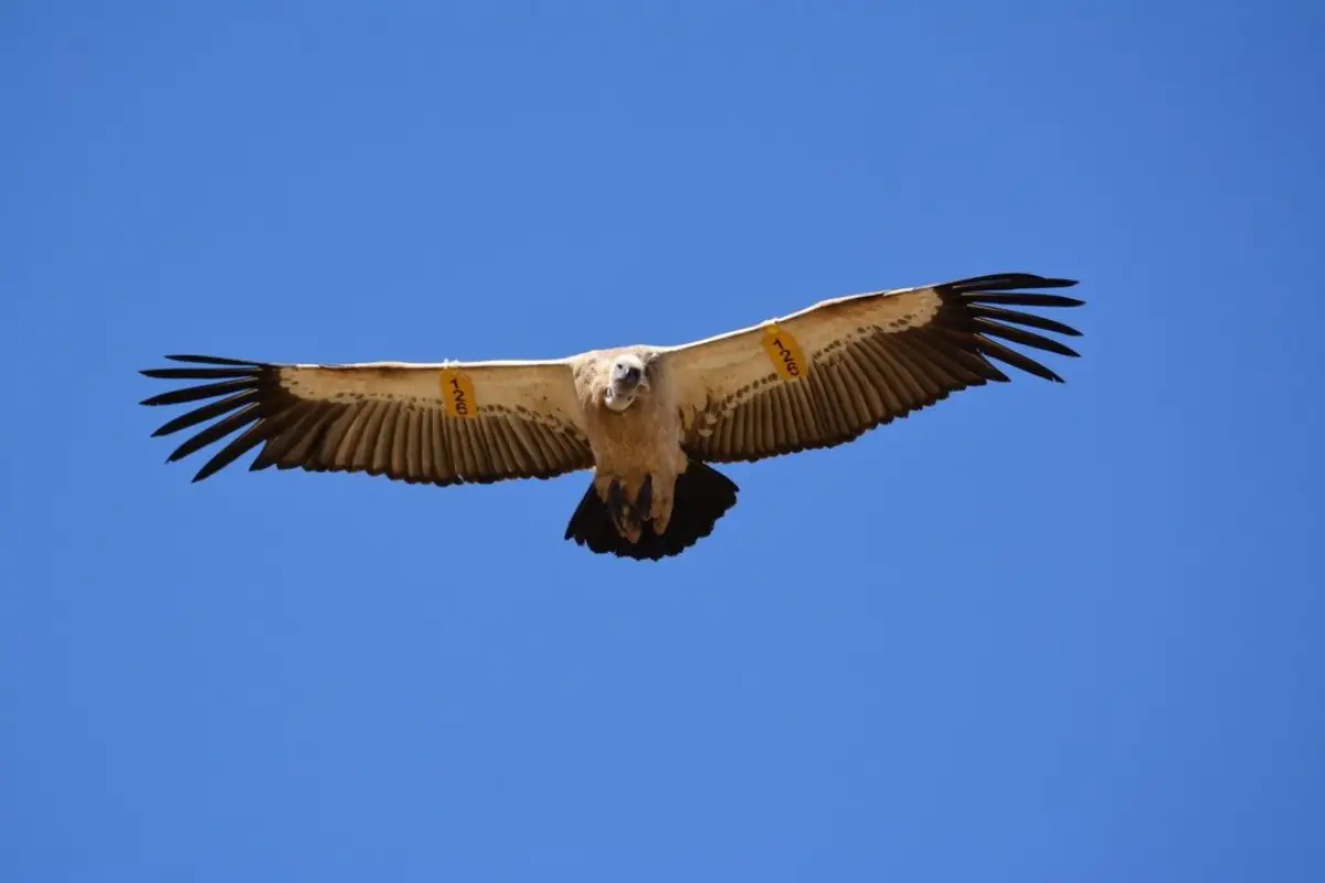 Cape Vulture