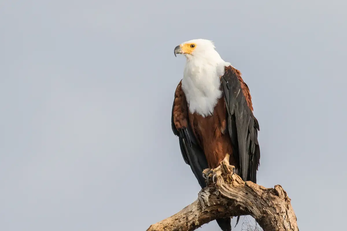 African Fish Eagle