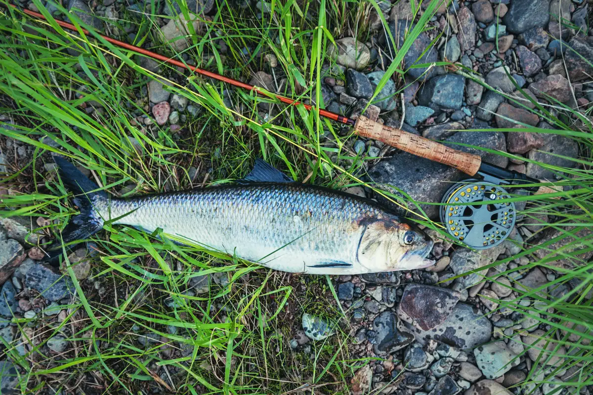 Elf caught on a fly rod