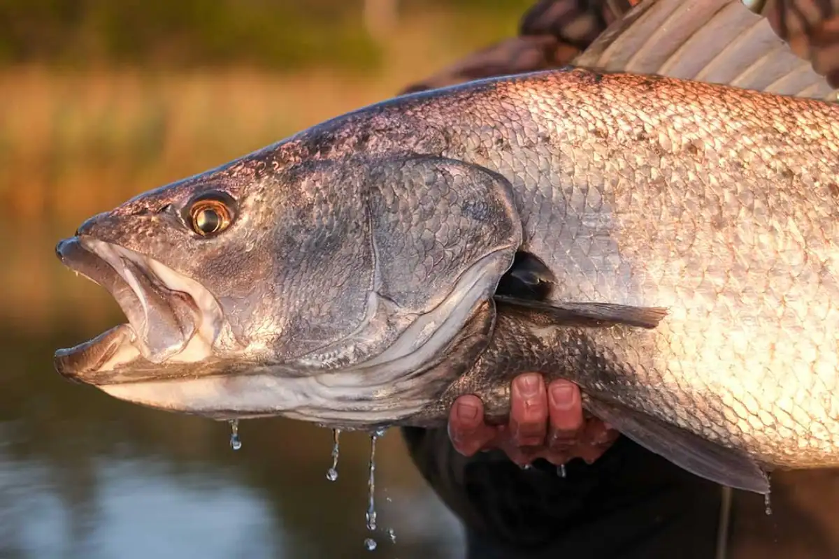 Close-up of a kob caught at Mtentu
