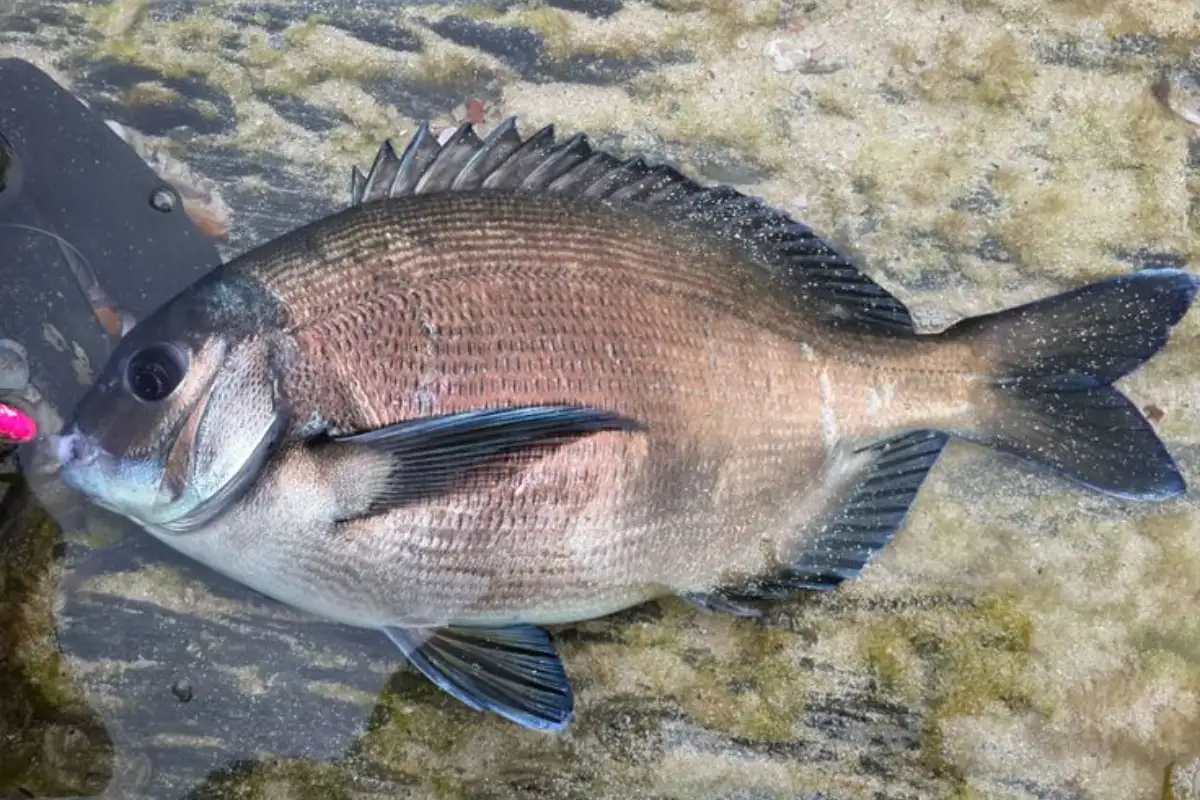 Stumpnose caught on the rocks