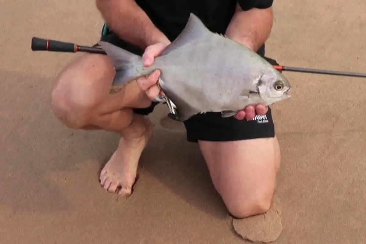 Galjoen caught on the beach