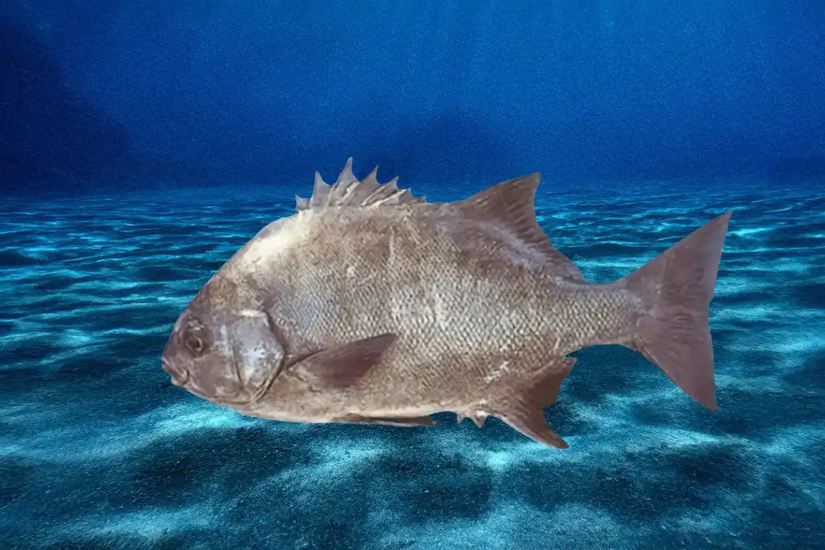 Large kingfish caught by Orgy, a Mtentu local