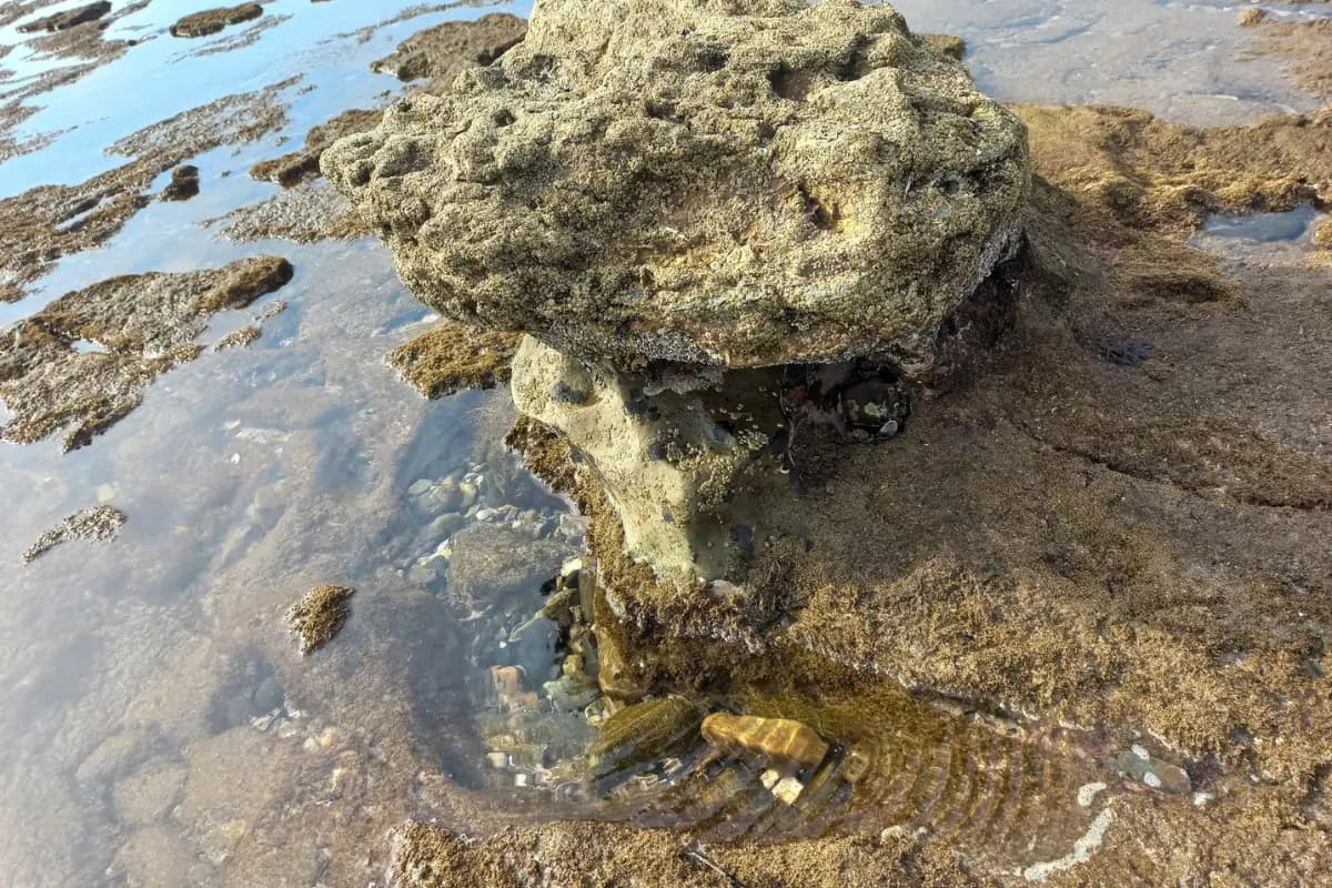 Fossilized rock formation in the tidal pools at the Mzamba Fossil Beds
