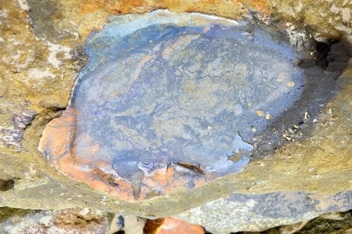 Fossilized tortoise shell embedded in rock at the Mzamba Fossil Beds on South Africa’s Wild Coast