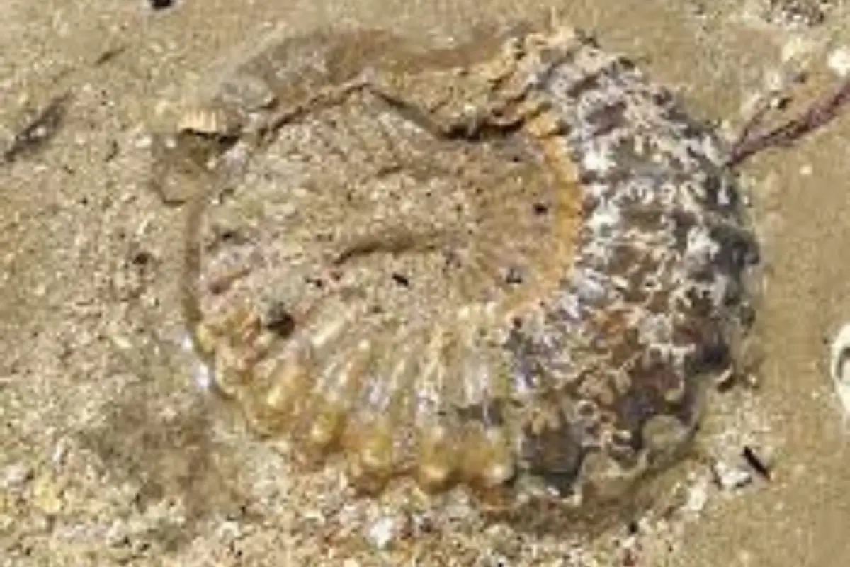 Ammonite fossil embedded in the sand at the Mzamba Fossil Beds