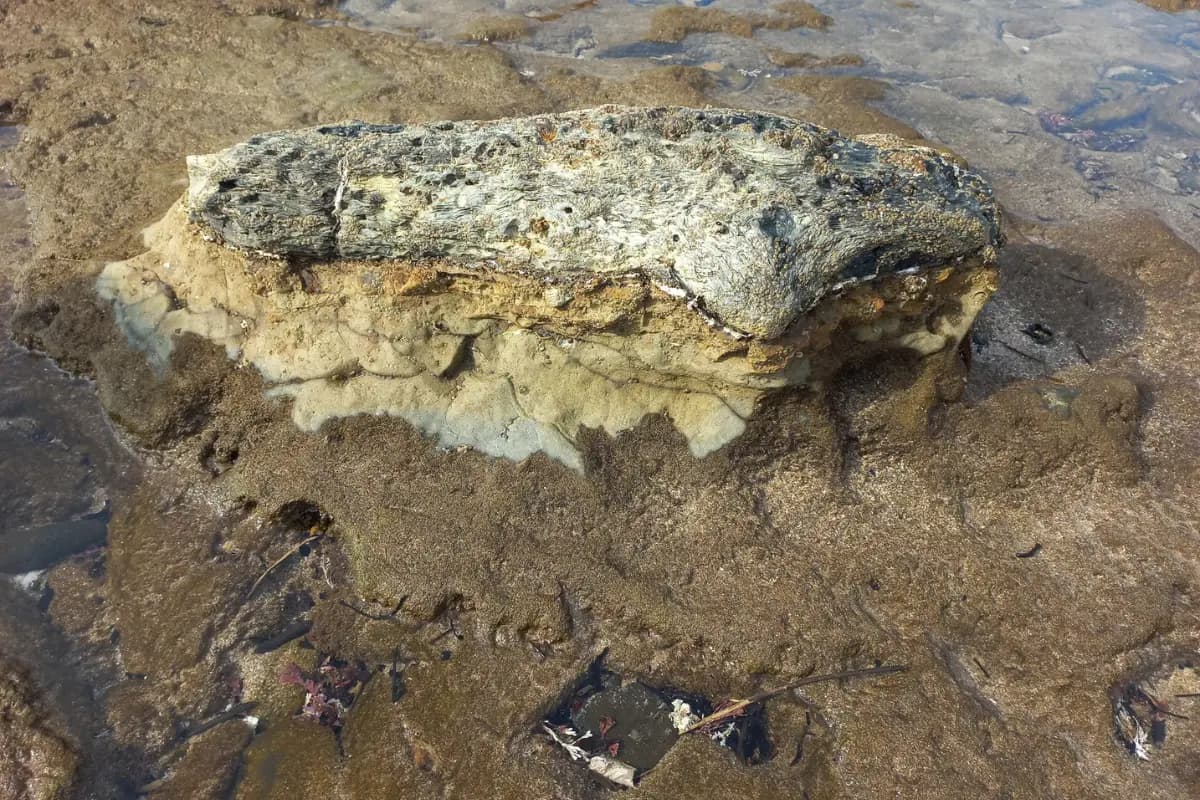 Petrified wood exposed in the shallows at the Mzamba Fossil Beds