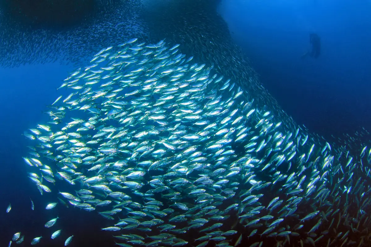 The Greatest Shoal on Earth - billions of sardines migrating