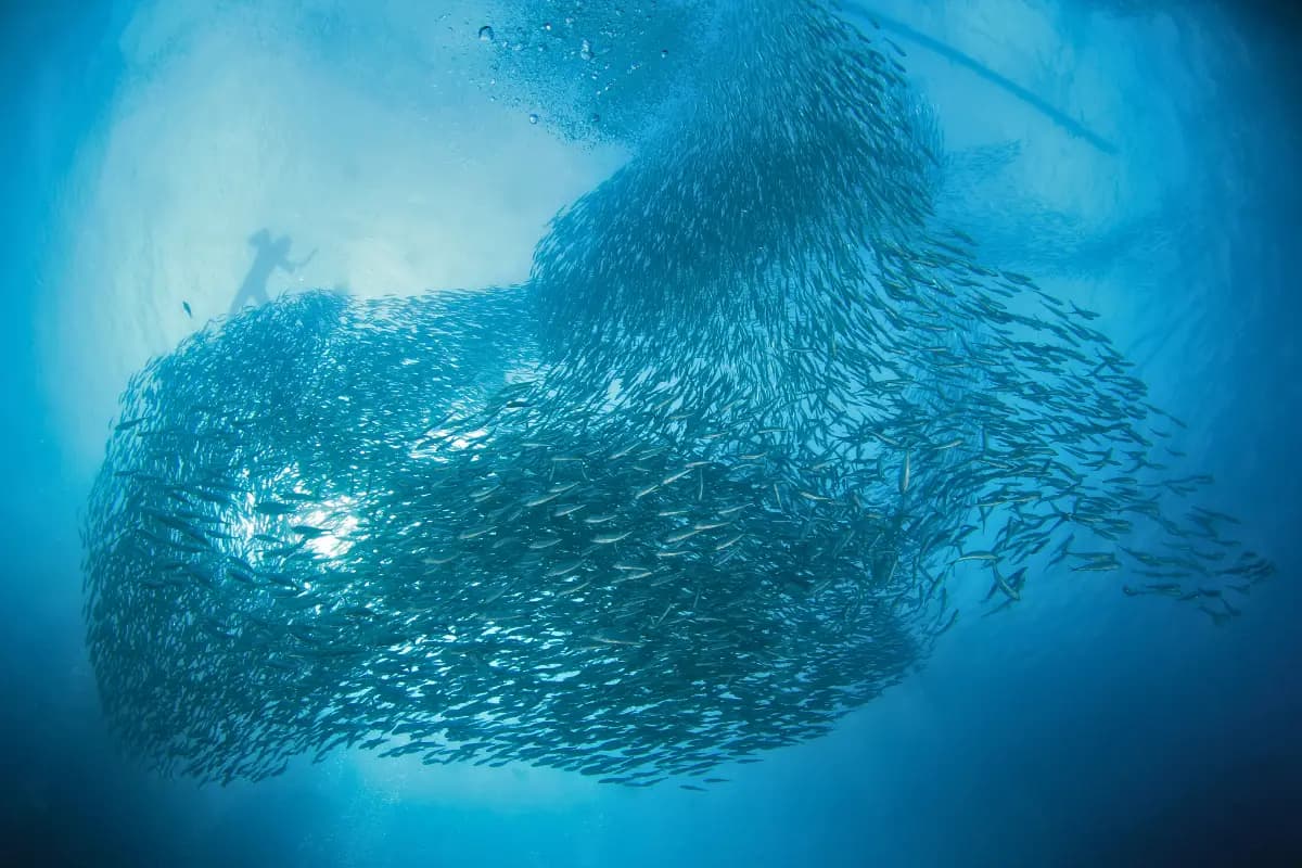 The Sardine Run - The Greatest Shoal On Earth, Beneath the Waves on South Africa’s Wild Coast