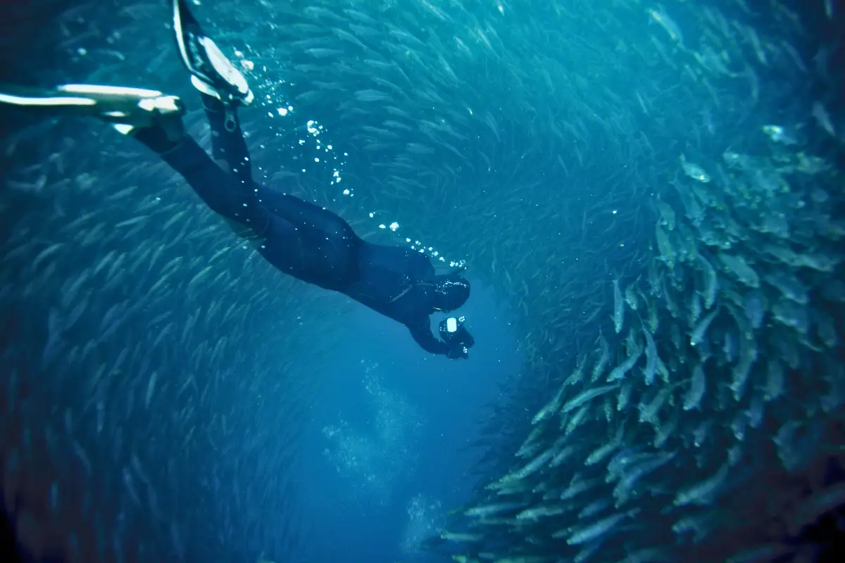 Freediving into a sardine bait ball