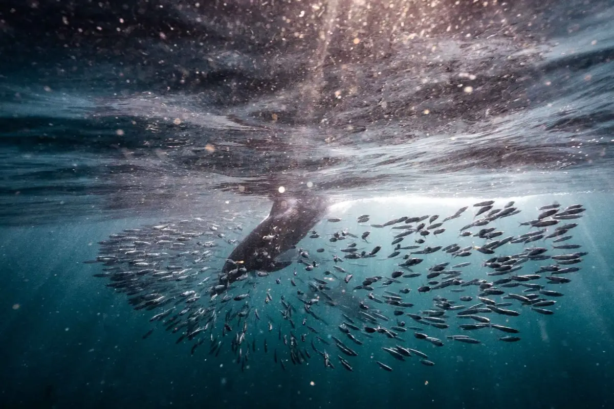 A gannet dives beneath the surface to catch sardines