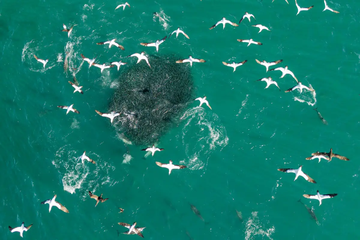 Gannets diving on a sardine bait ball from above
