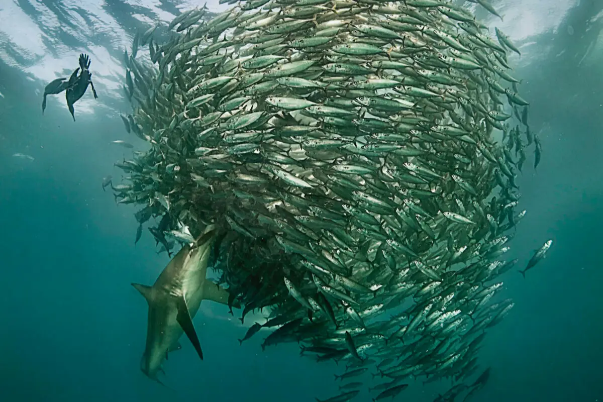 A shark attacks a sardine bait ball