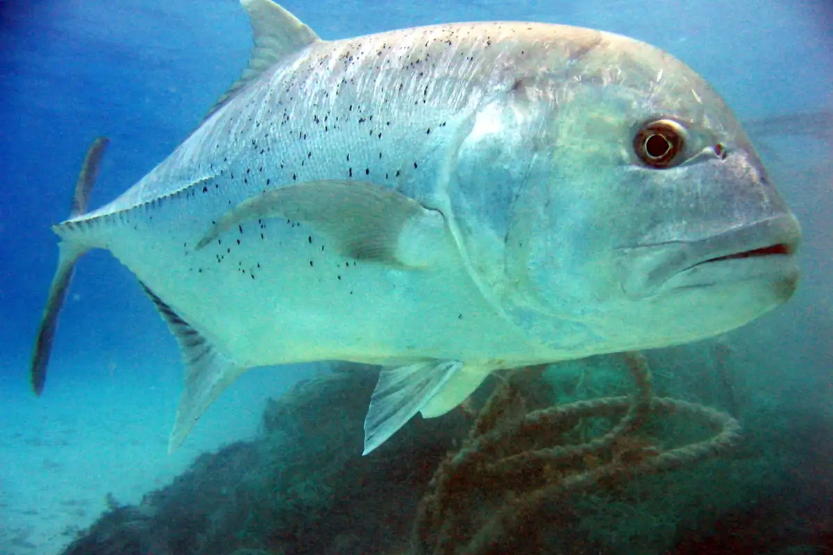 Fishing at Mtentu River is different from tossing a line off a city pier. You can even watch giant kingfish gather about 3 kilometers upstream from the Mtentu R...
