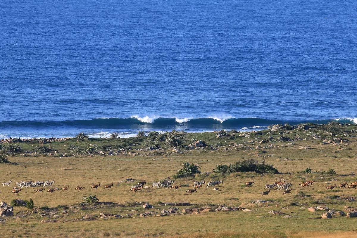 Herd of zebras grazing on coastal grasslands at Mkambathi Nature Reserve with Indian Ocean beyond