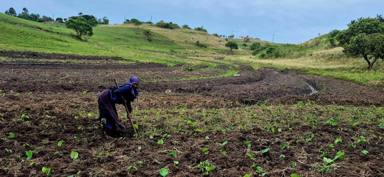 Cultivating the land at the homestay