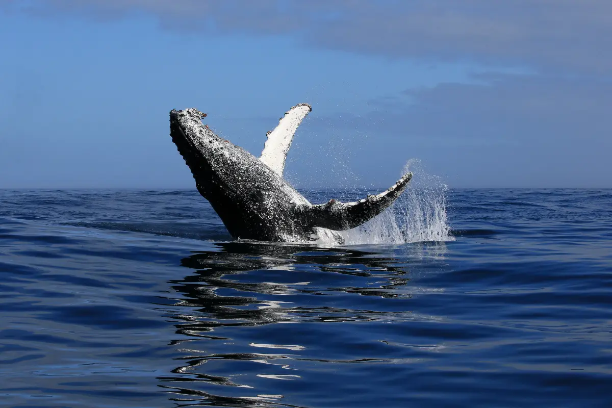 Humpback whale breaching from the Indian Ocean off the Wild Coast of South Africa near Mkambathi