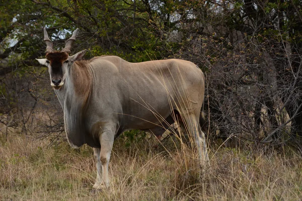 Wild Coast Wildlife Guide: Eland, Dolphins, Cape Vultures & More on the Mtentu Trails