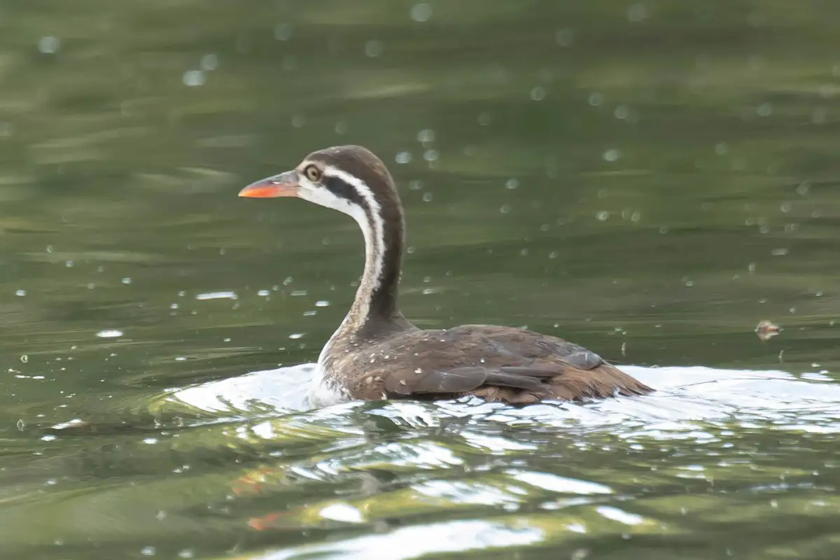 Wildlife along the rivers and waterfalls of the Wild Coast