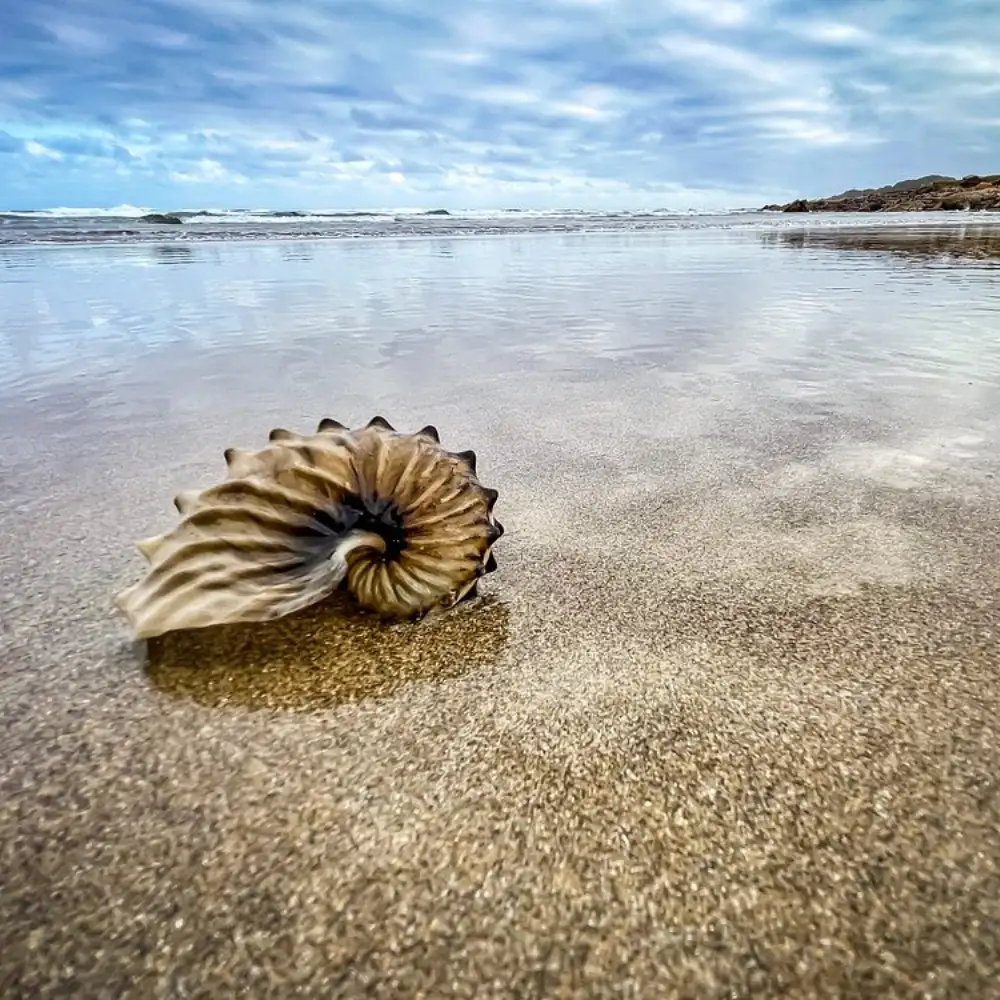 Spiral nautilus shell washed up on a wet sandy Wild Coast beach with ocean waves in the background